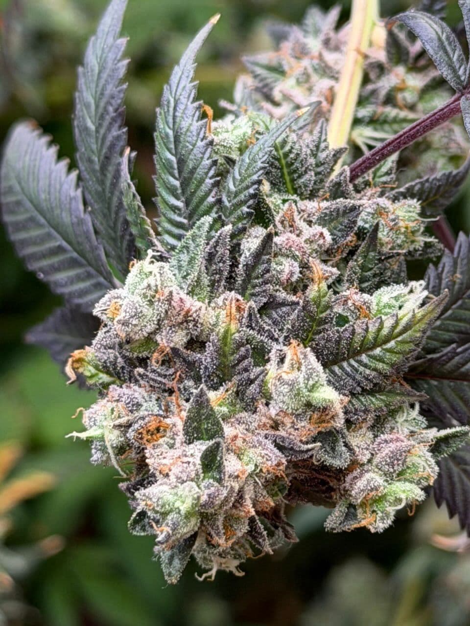 Flor LUMA, indoor premium